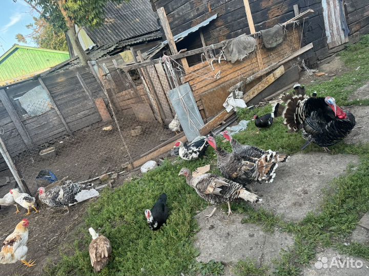 Цицарки утки гуси