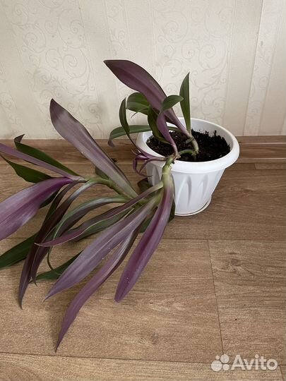 Комнатный цветок Рео (Ладья Моисея)