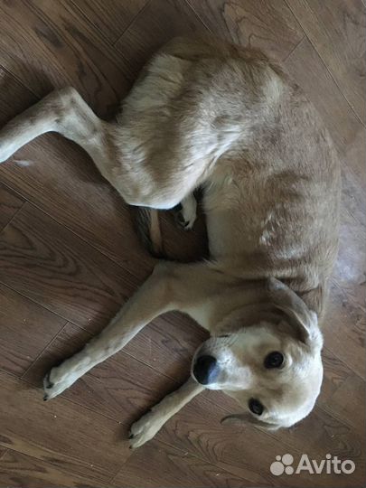 Собака в добрые руки