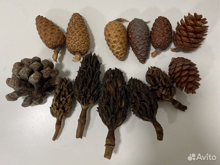 Шишки магнолии для творчества