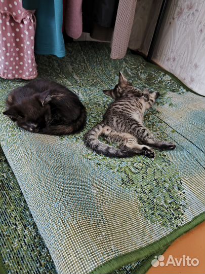 Котята девочки