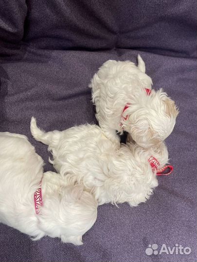 Щенки мальтийской болонки