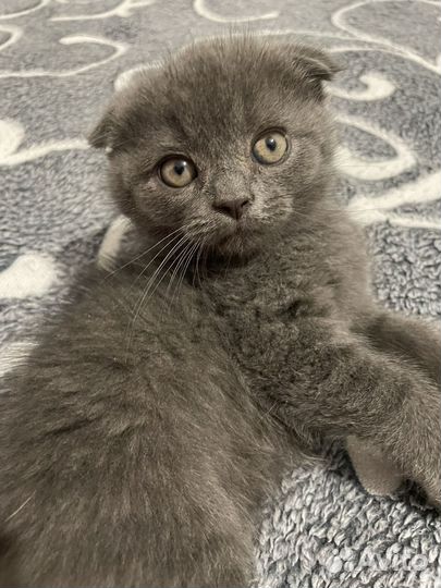 Котята бесплатно