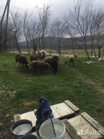 Бычек,Барашки