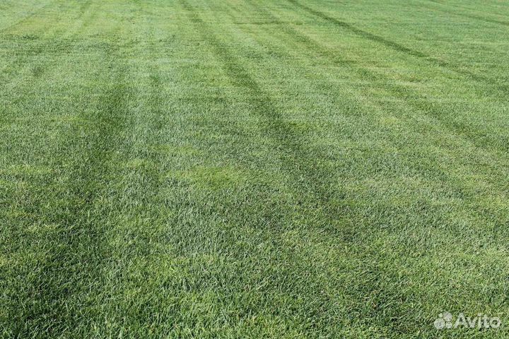 Рулонный газон напрямую от производителя