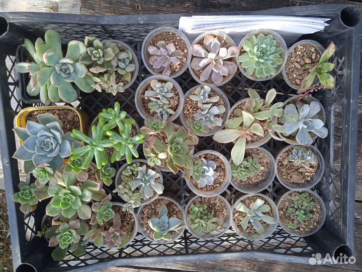 Суккуленты разные