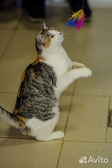 Активная кошечка Мила ищет дом