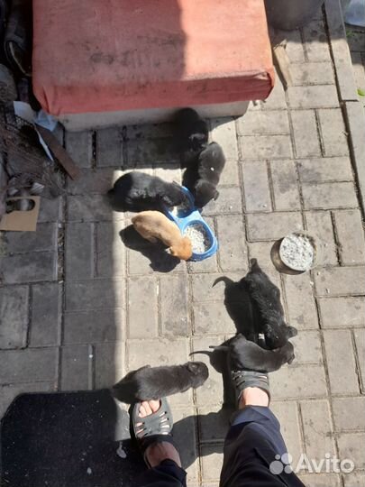 Собака в добрые руки отдам бесплатно