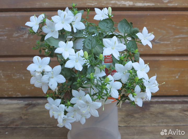 Кампанула Альба (невеста)