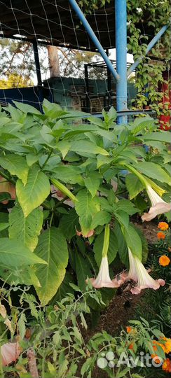 Бругмансия