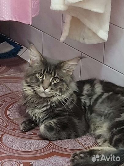 Кот мейн-кун вязка