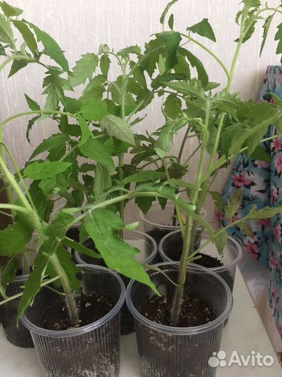 Рассада помидор