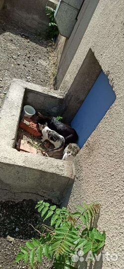 Котята в добрые руки (нужна помощь)