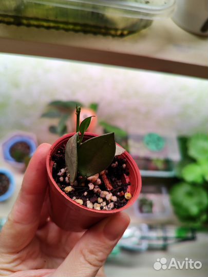 Хойя эскимо