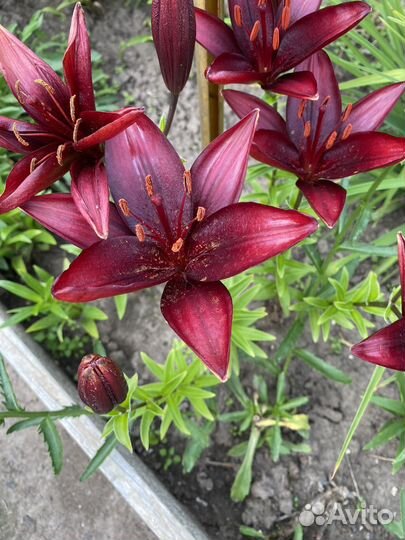 Лилия азиатская, многолетники