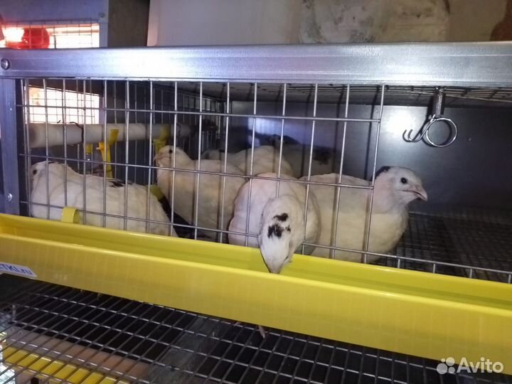 Перепела суточные и подрощенные