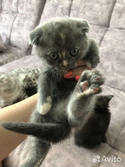 Шотландские вислоухие котята
