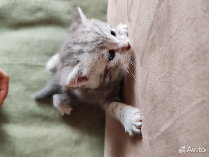 Котята британские шотландские