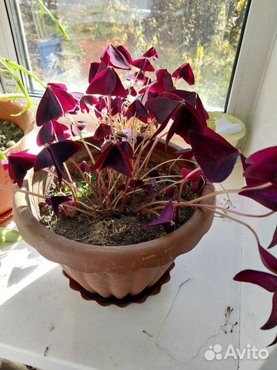 Комнатные цветы алоэ