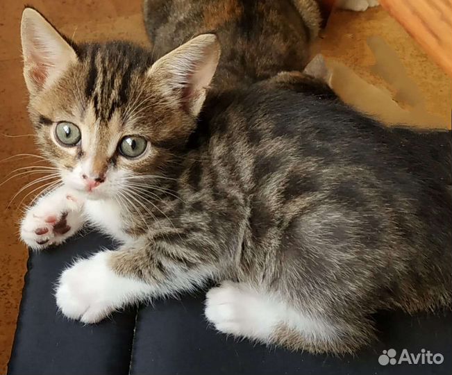 Трехцветная кошечка и полосатый котенок