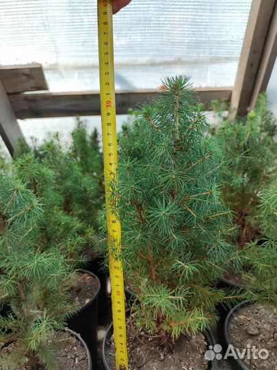 Ель Коника (карликовая)