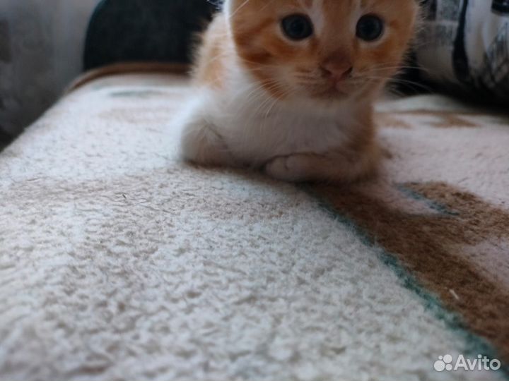 Кошка в дар бесплатно