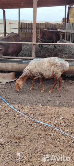 Курдючные бараны овцы