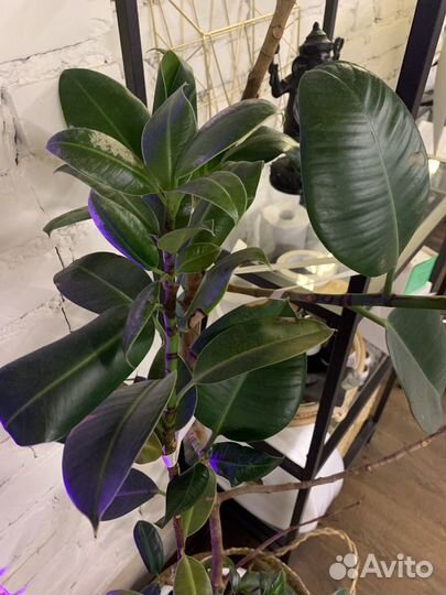 Фикус эластика 2 метра