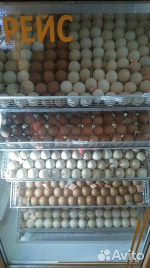 Бройлер суточный