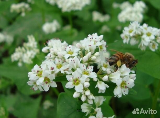 Мед 24 года Алтайский опт