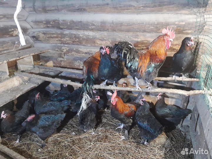 Инкубационное яйцо кур Маран