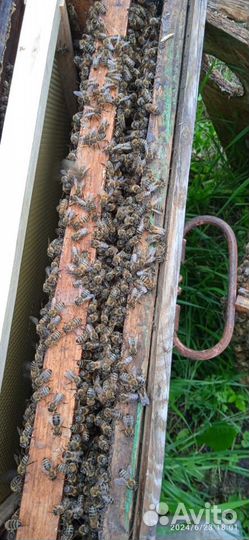 Мёд урожай 08.2024