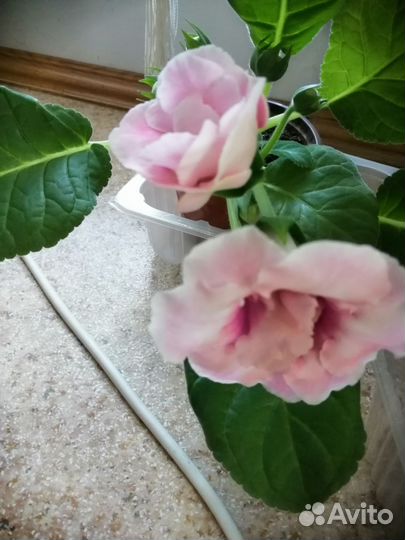 Глоксиния цветущая