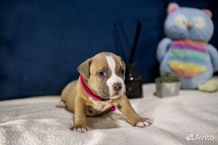 Щенки Булли