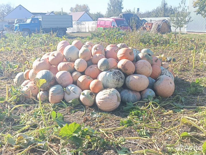 Тыква кормовая