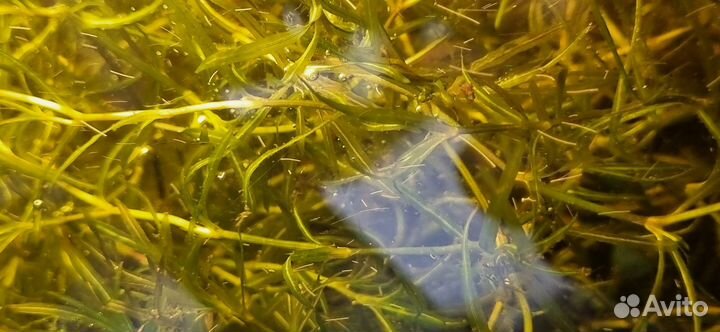 Гуппи, криветки,улитки,растения в аквариум