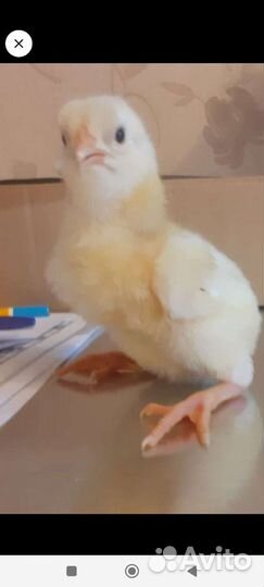 Цыплята Кобб 500