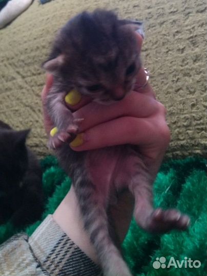 Котятки в добрые и ответственные руки