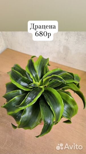 Комнатные растения 23