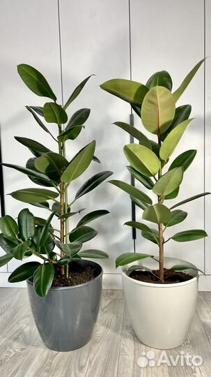 Фикус эластика робуста 115 см