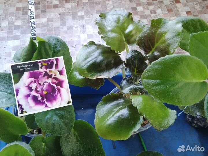 Детки фиалок набор 10шт