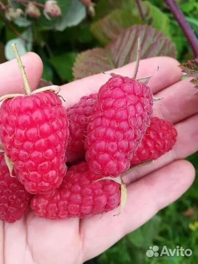 Малина ремонтантная красная