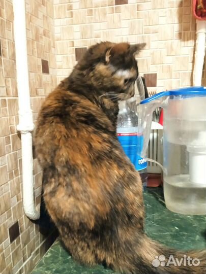 Кошечка подросшая в добрые руки