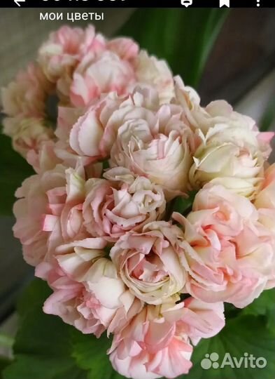 Exotica Appleblossom, Сортовая пеларгония