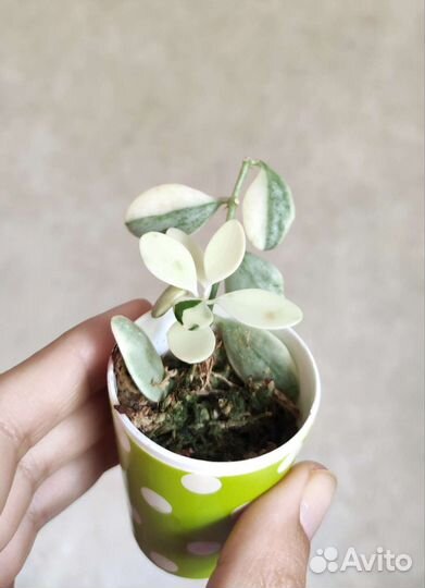 Комнатное растение дисхидия