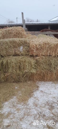 Сено в тюках суданка солома