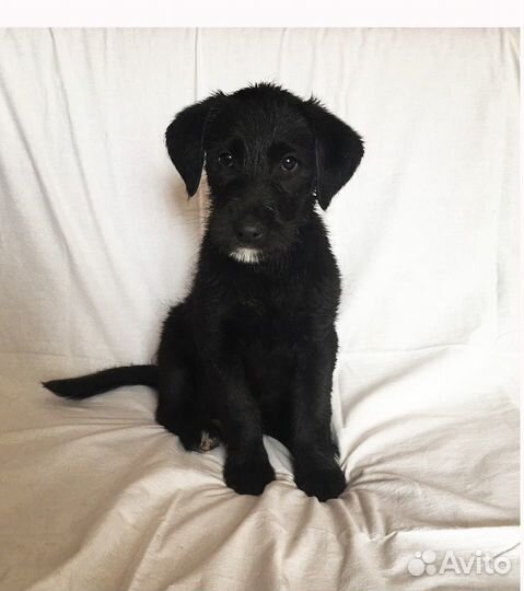 Щенок в добрые руки бесплатно