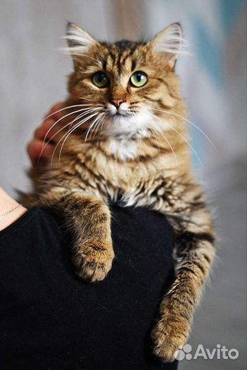 Кошка ищет дом