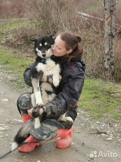 Выгул собак, занятия, зоотакси, передержка