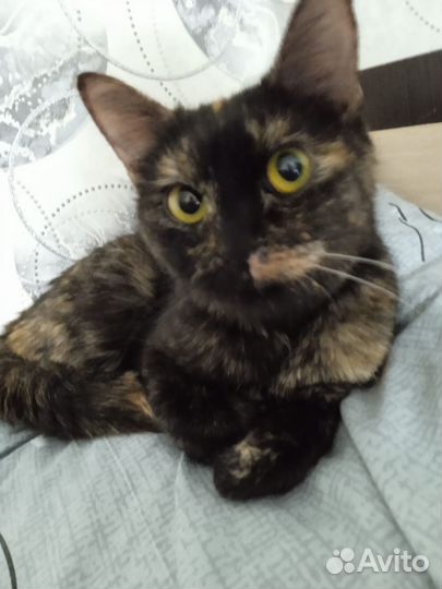 Кошечка в добрые руки